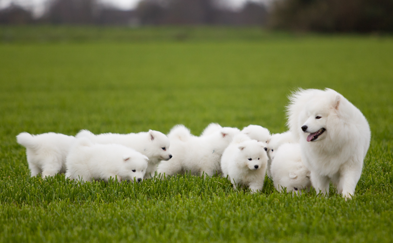 How do you use Pet Silk Shampoo and Conditioner?