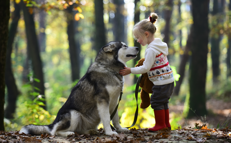 Kaufberatung: Welches Pet Silk Shampoo passt zu meinem Hund?