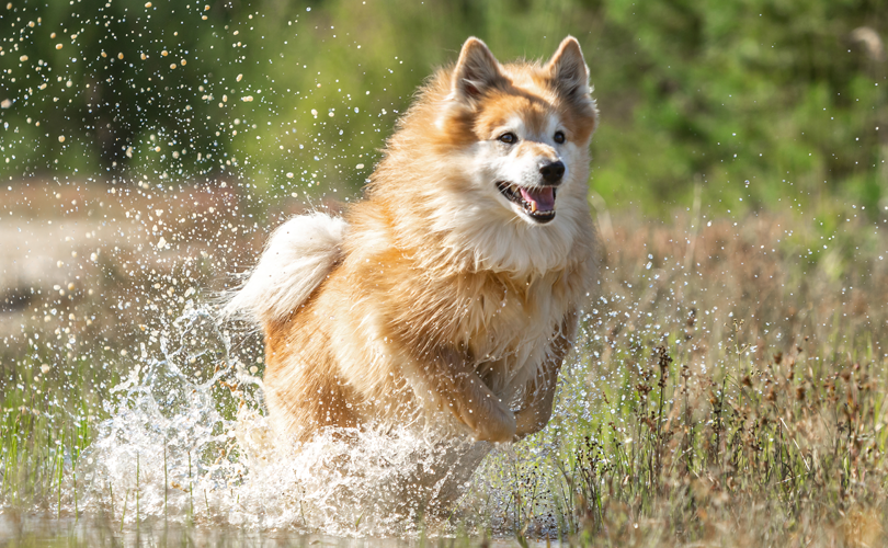 Wat te doen bij een hotspot bij je hond?
